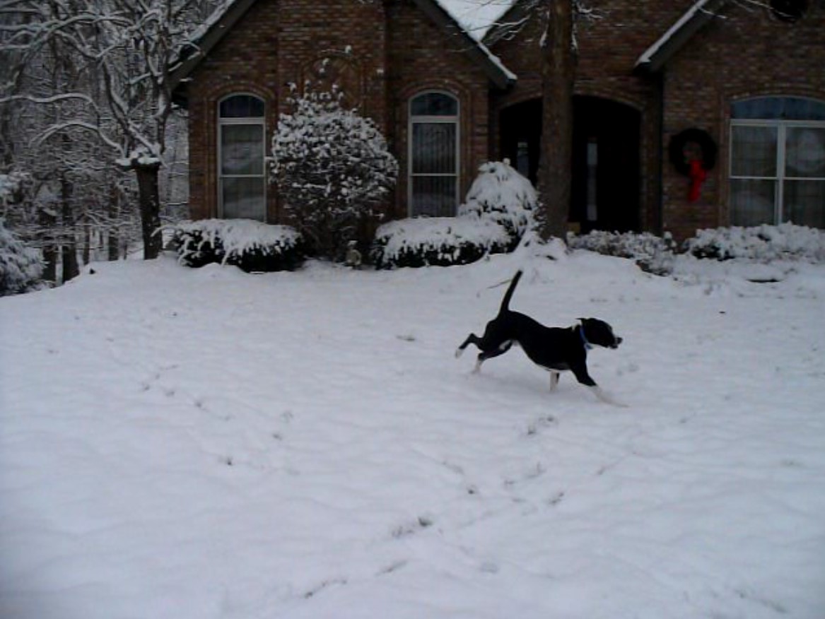 First Encounter with Snow